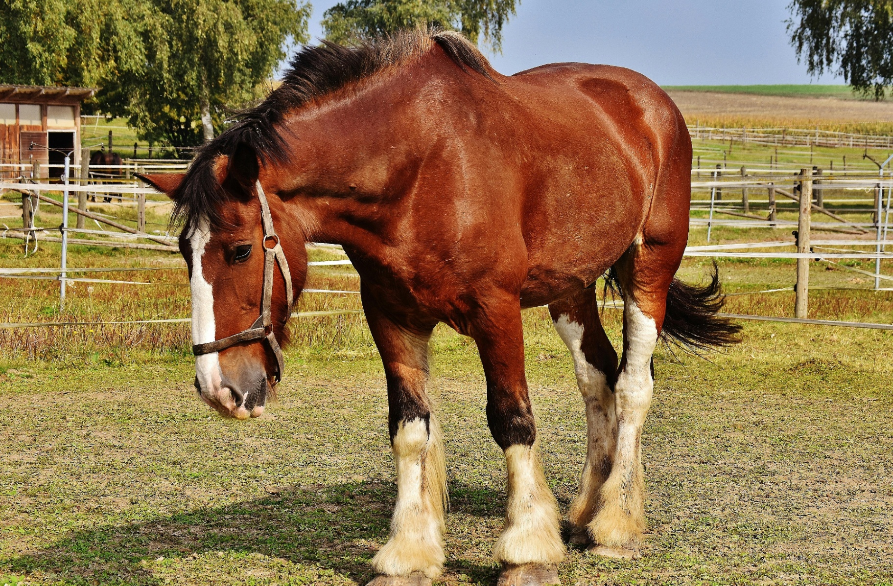 Local horse resting in the corral
