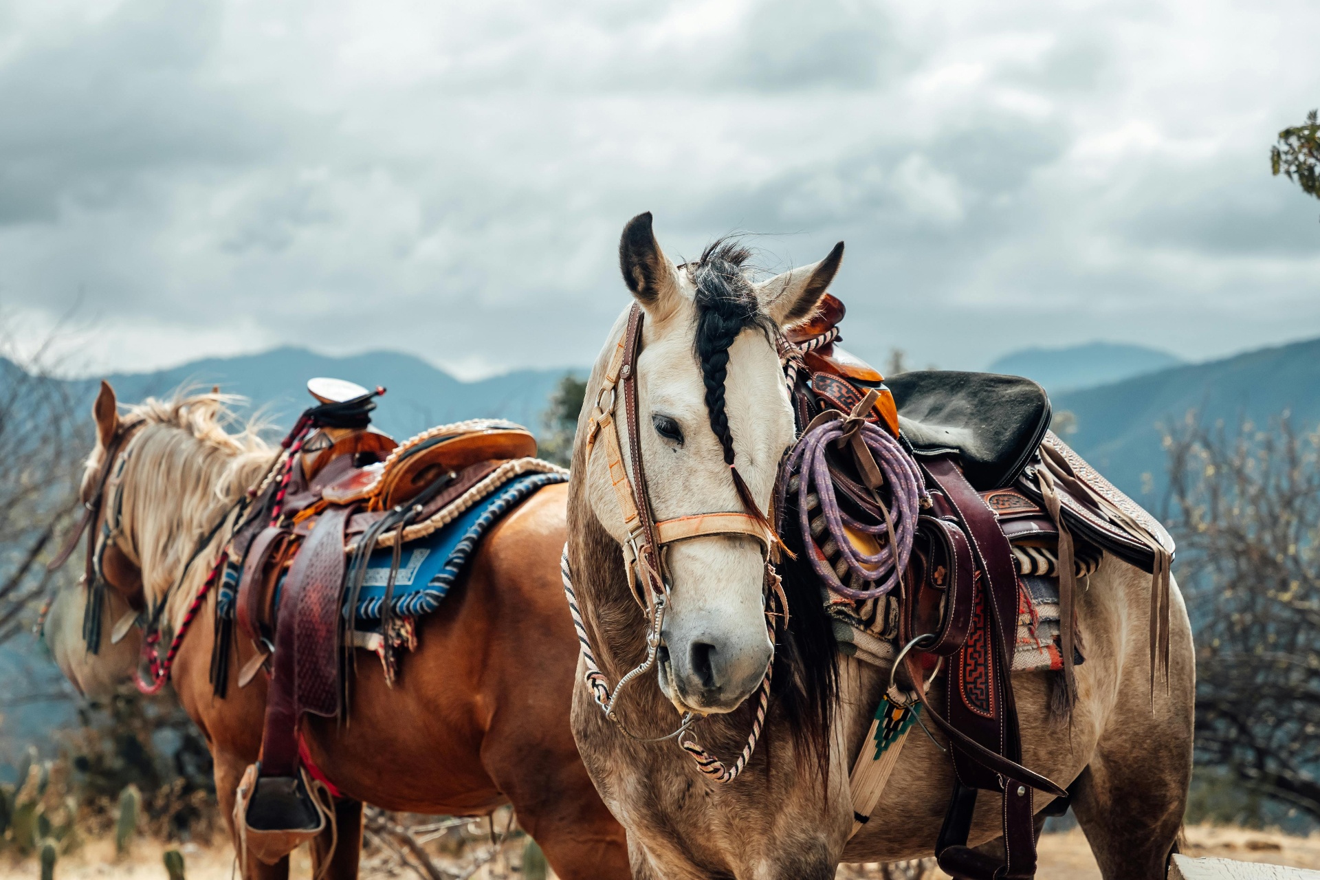 Hooves and Heritage: Exploring Oaxaca's Culture on Horseback