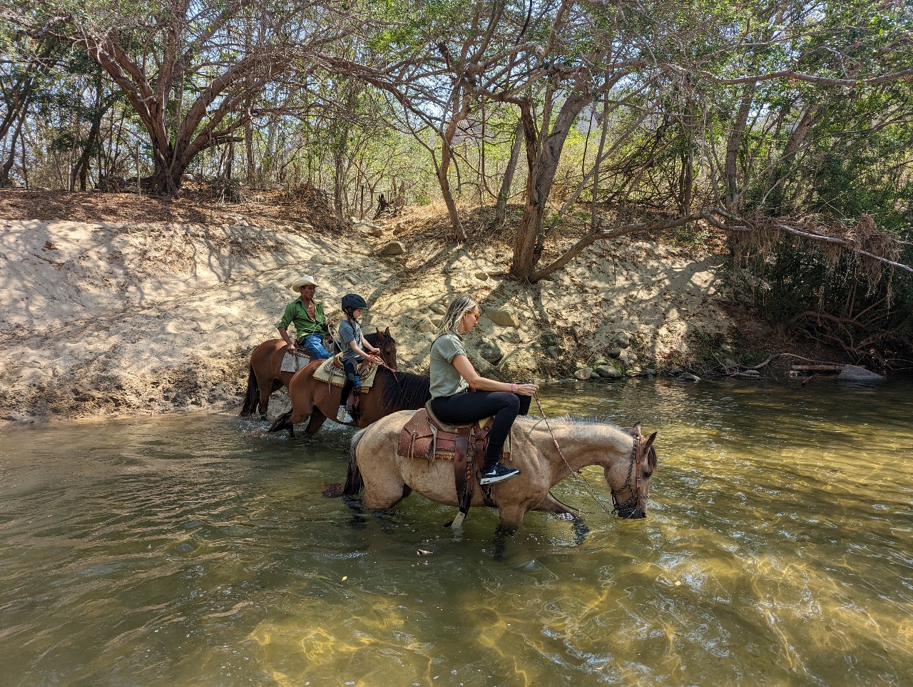 Professional horse care